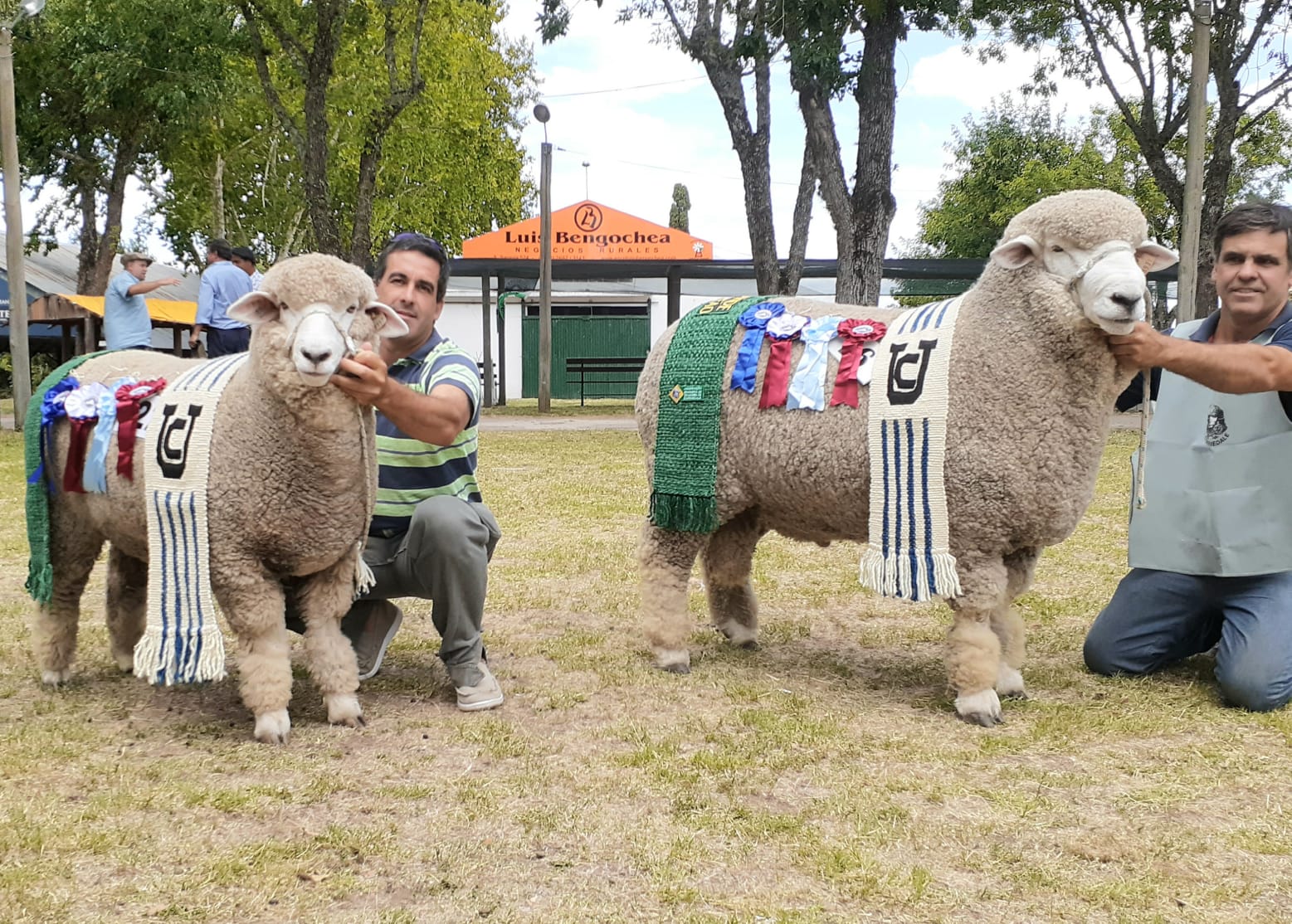 foto carneros la estela