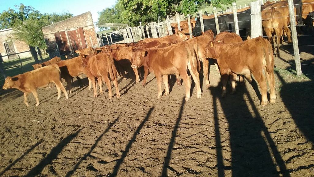 lote remate larural 13abril2018